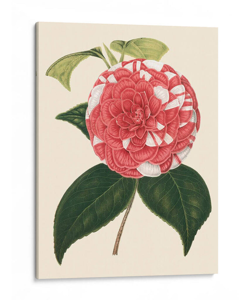 Camellia Antigua Ii - Edmonston-Douglas | Cuadro decorativo de Canvas Lab