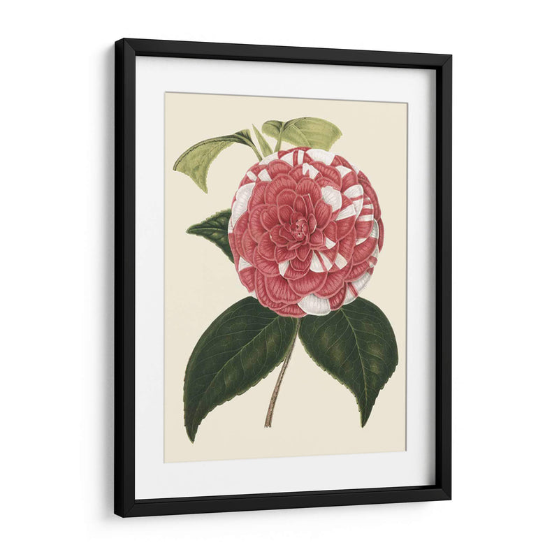 Camellia Antigua Ii - Edmonston-Douglas | Cuadro decorativo de Canvas Lab