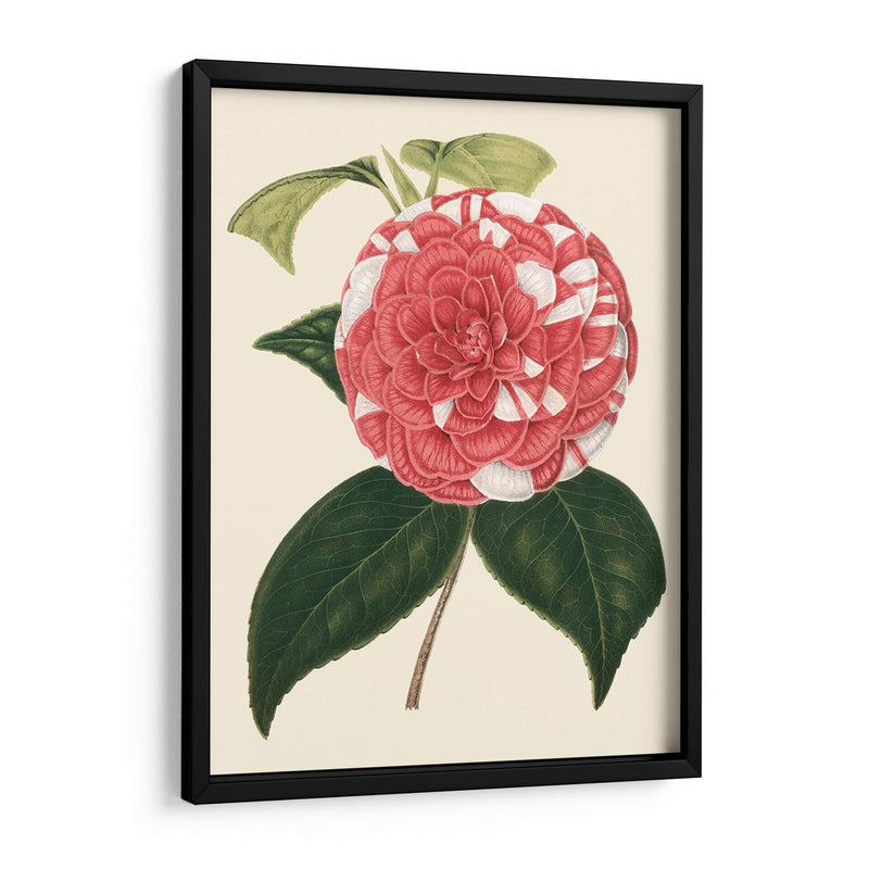 Camellia Antigua Ii - Edmonston-Douglas | Cuadro decorativo de Canvas Lab