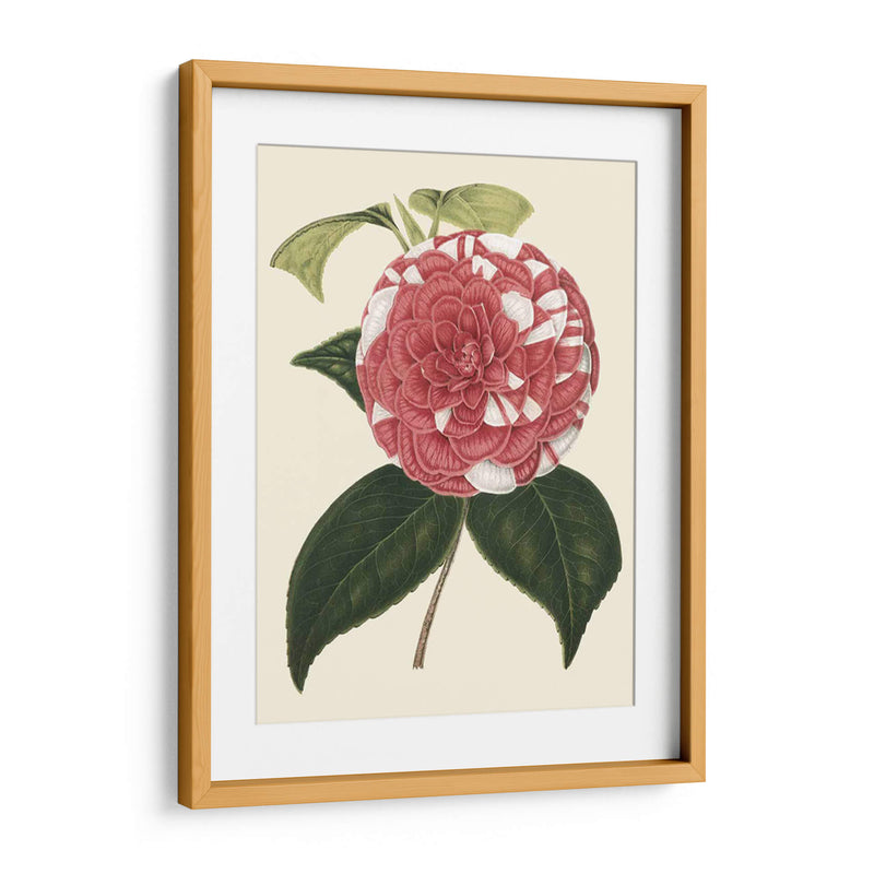 Camellia Antigua Ii - Edmonston-Douglas | Cuadro decorativo de Canvas Lab