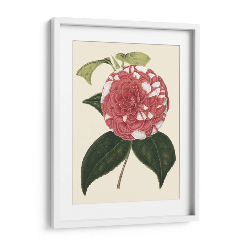 Camellia Antigua Ii - Edmonston-Douglas | Cuadro decorativo de Canvas Lab