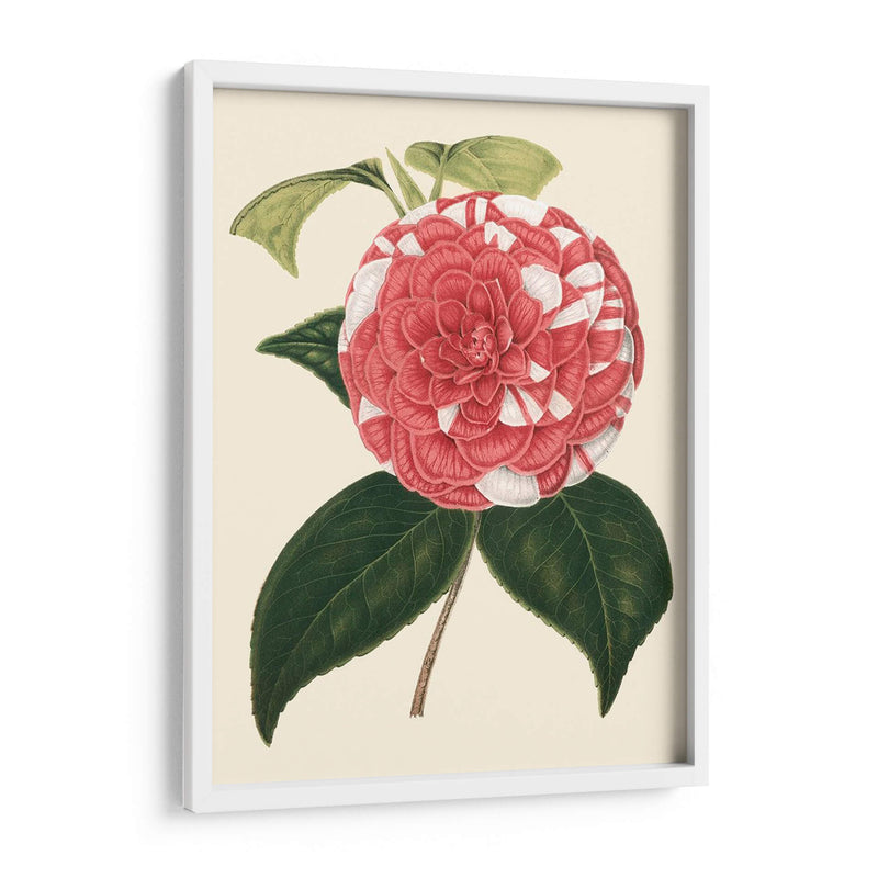 Camellia Antigua Ii - Edmonston-Douglas | Cuadro decorativo de Canvas Lab