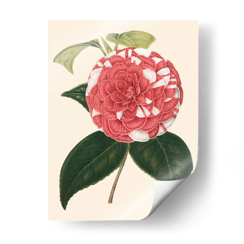 Camellia Antigua Ii - Edmonston-Douglas | Cuadro decorativo de Canvas Lab