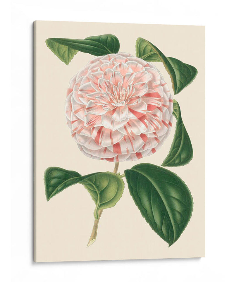 Camellia Antigua Iii - Edmonston-Douglas | Cuadro decorativo de Canvas Lab