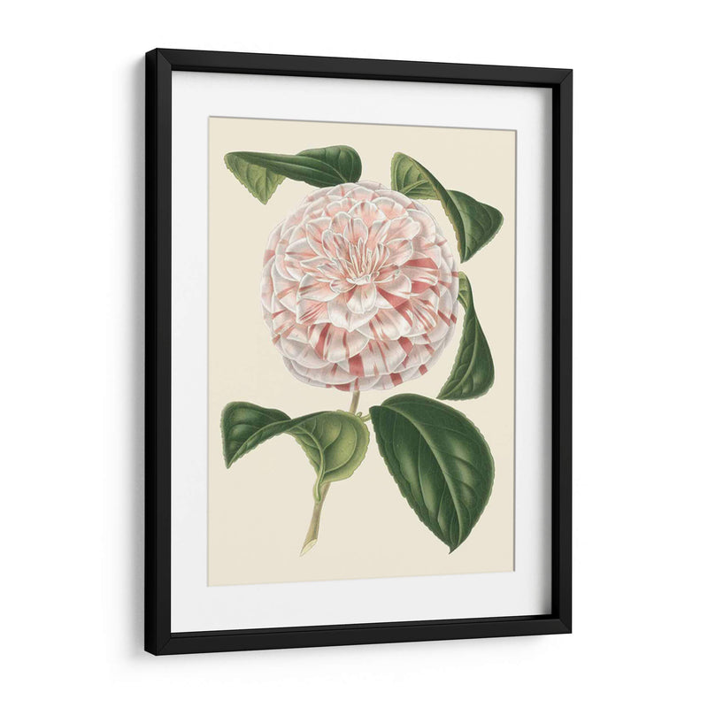 Camellia Antigua Iii - Edmonston-Douglas | Cuadro decorativo de Canvas Lab