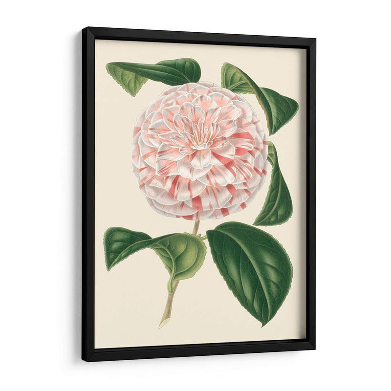 Camellia Antigua Iii - Edmonston-Douglas | Cuadro decorativo de Canvas Lab