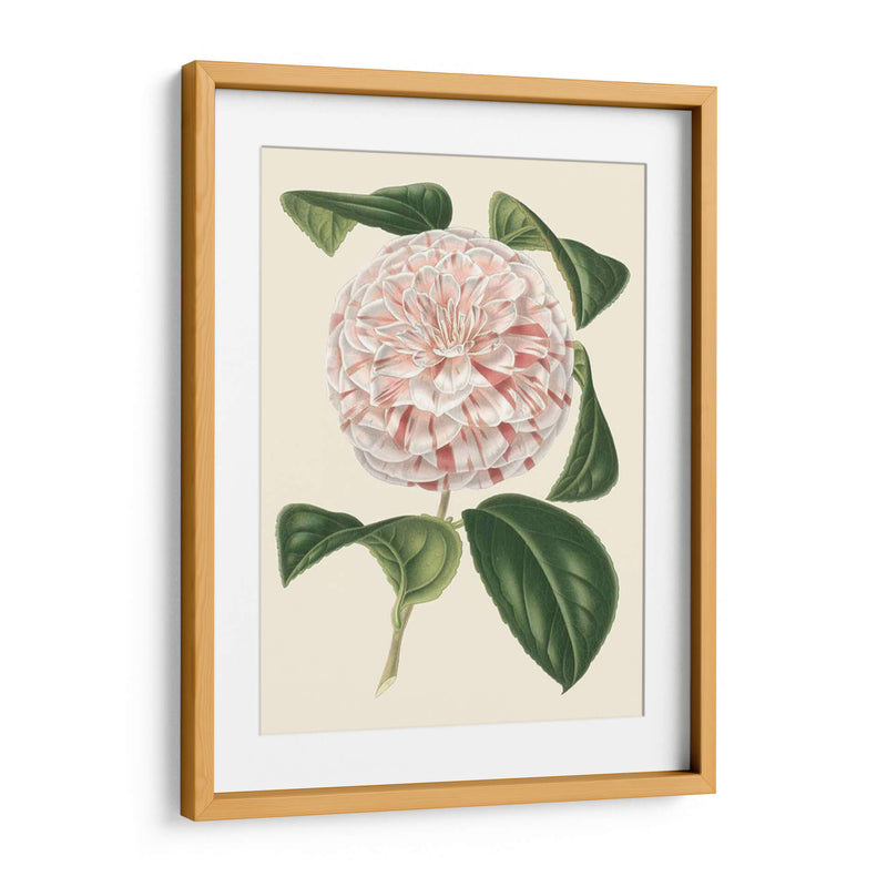 Camellia Antigua Iii - Edmonston-Douglas | Cuadro decorativo de Canvas Lab