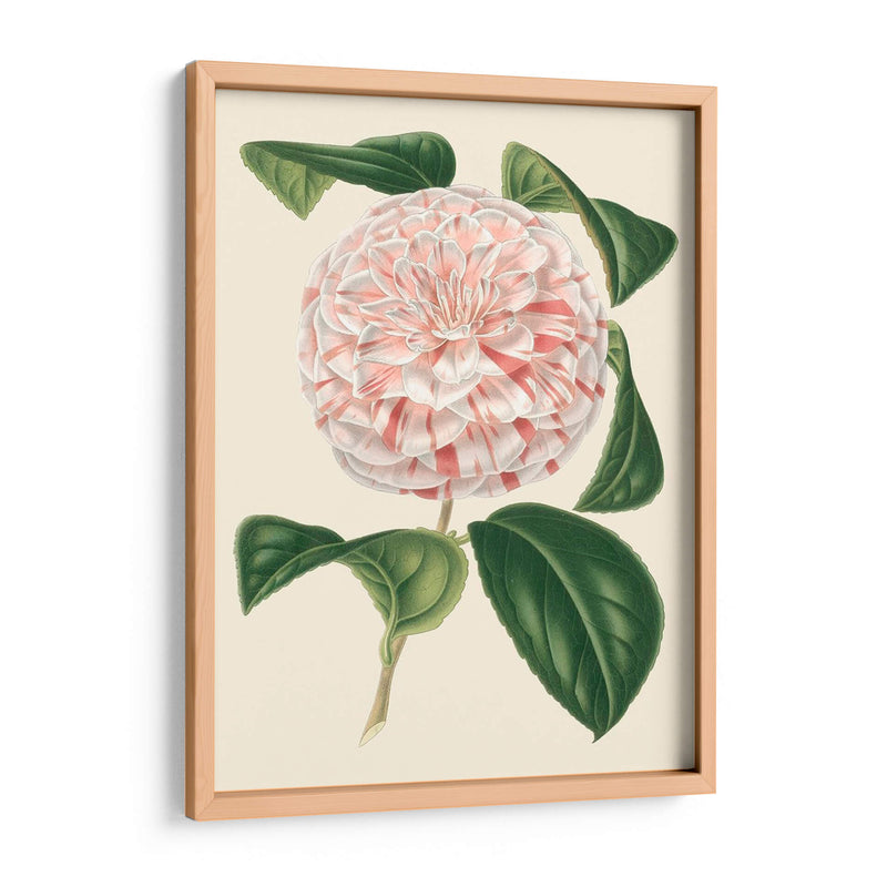 Camellia Antigua Iii - Edmonston-Douglas | Cuadro decorativo de Canvas Lab