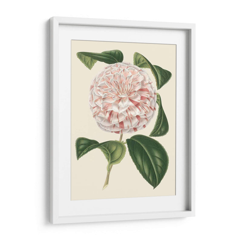 Camellia Antigua Iii - Edmonston-Douglas | Cuadro decorativo de Canvas Lab