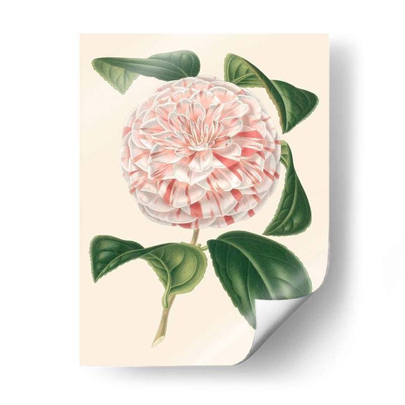 Camellia Antigua Iii - Edmonston-Douglas | Cuadro decorativo de Canvas Lab