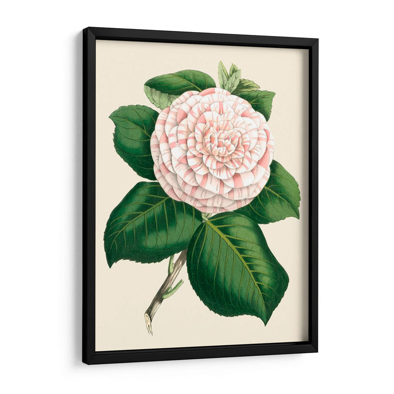 Camelia Antigua Iv - Edmonston-Douglas | Cuadro decorativo de Canvas Lab