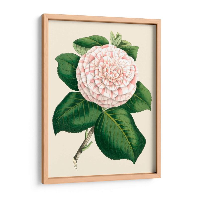 Camelia Antigua Iv - Edmonston-Douglas | Cuadro decorativo de Canvas Lab