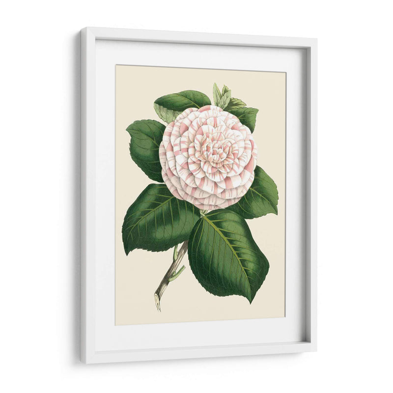 Camelia Antigua Iv - Edmonston-Douglas | Cuadro decorativo de Canvas Lab