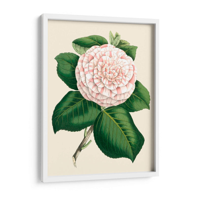 Camelia Antigua Iv - Edmonston-Douglas | Cuadro decorativo de Canvas Lab