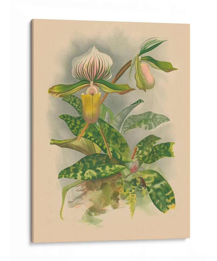 Lindenia Orchids I | Cuadro decorativo de Canvas Lab