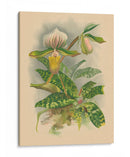 Lindenia Orchids I | Cuadro decorativo de Canvas Lab