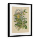 Lindenia Orchids I | Cuadro decorativo de Canvas Lab