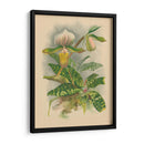 Lindenia Orchids I | Cuadro decorativo de Canvas Lab