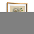 Lindenia Orchids I | Cuadro decorativo de Canvas Lab