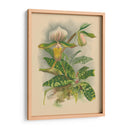 Lindenia Orchids I | Cuadro decorativo de Canvas Lab