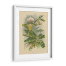 Lindenia Orchids I | Cuadro decorativo de Canvas Lab