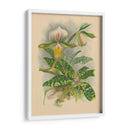 Lindenia Orchids I | Cuadro decorativo de Canvas Lab