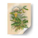 Lindenia Orchids I | Cuadro decorativo de Canvas Lab