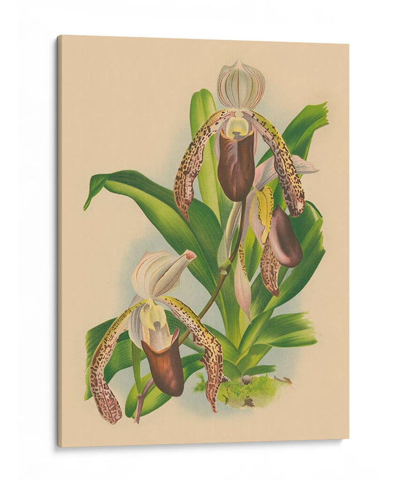 Lindenia Orchids Ii | Cuadro decorativo de Canvas Lab