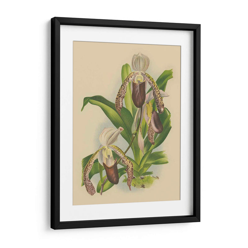 Lindenia Orchids Ii | Cuadro decorativo de Canvas Lab