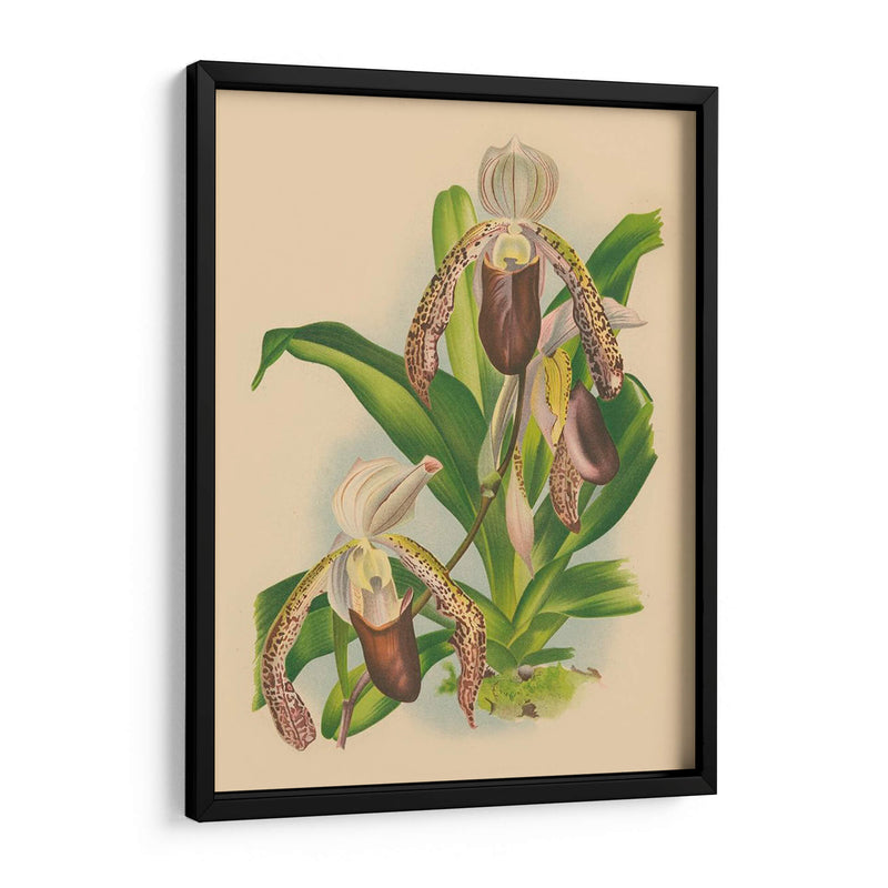 Lindenia Orchids Ii | Cuadro decorativo de Canvas Lab