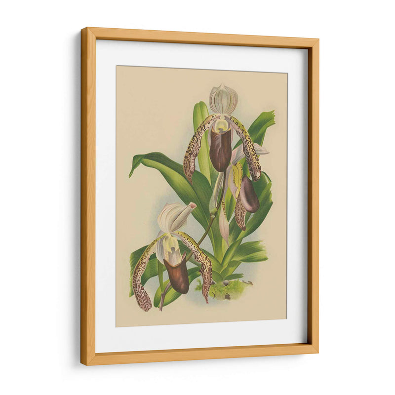 Lindenia Orchids Ii | Cuadro decorativo de Canvas Lab