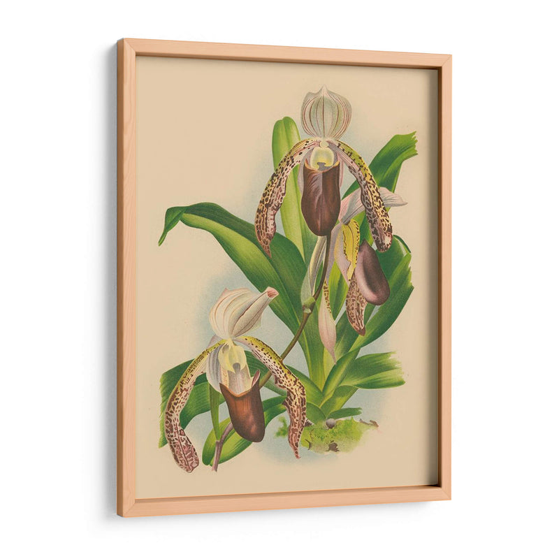 Lindenia Orchids Ii | Cuadro decorativo de Canvas Lab