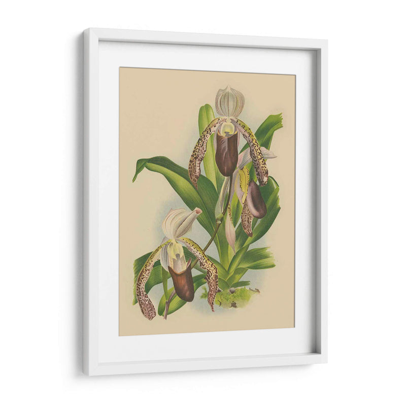 Lindenia Orchids Ii | Cuadro decorativo de Canvas Lab