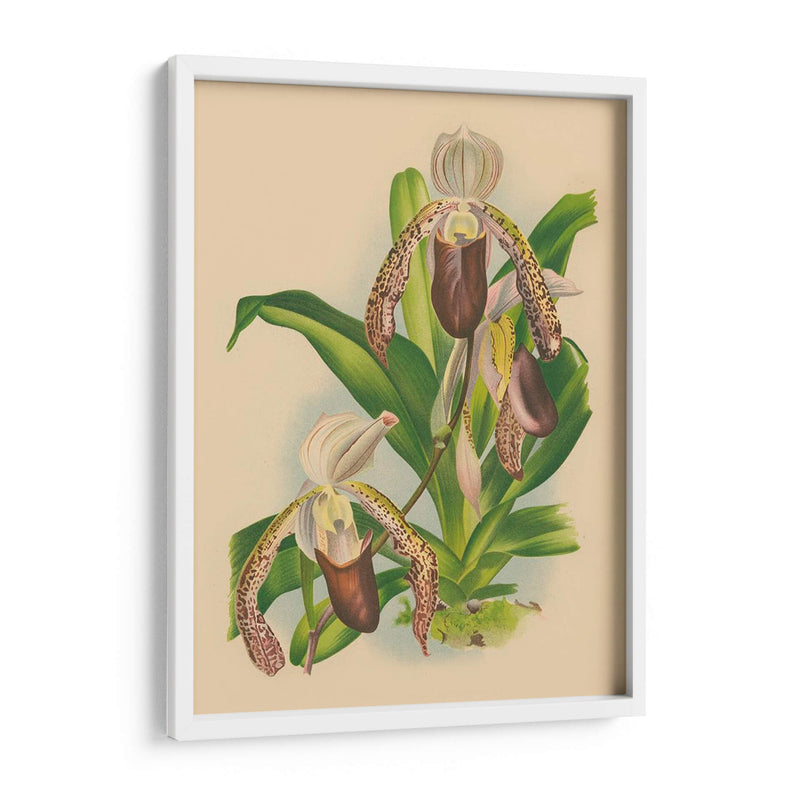 Lindenia Orchids Ii | Cuadro decorativo de Canvas Lab