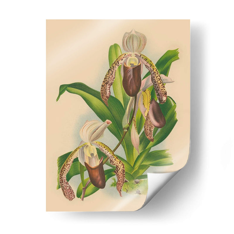 Lindenia Orchids Ii | Cuadro decorativo de Canvas Lab