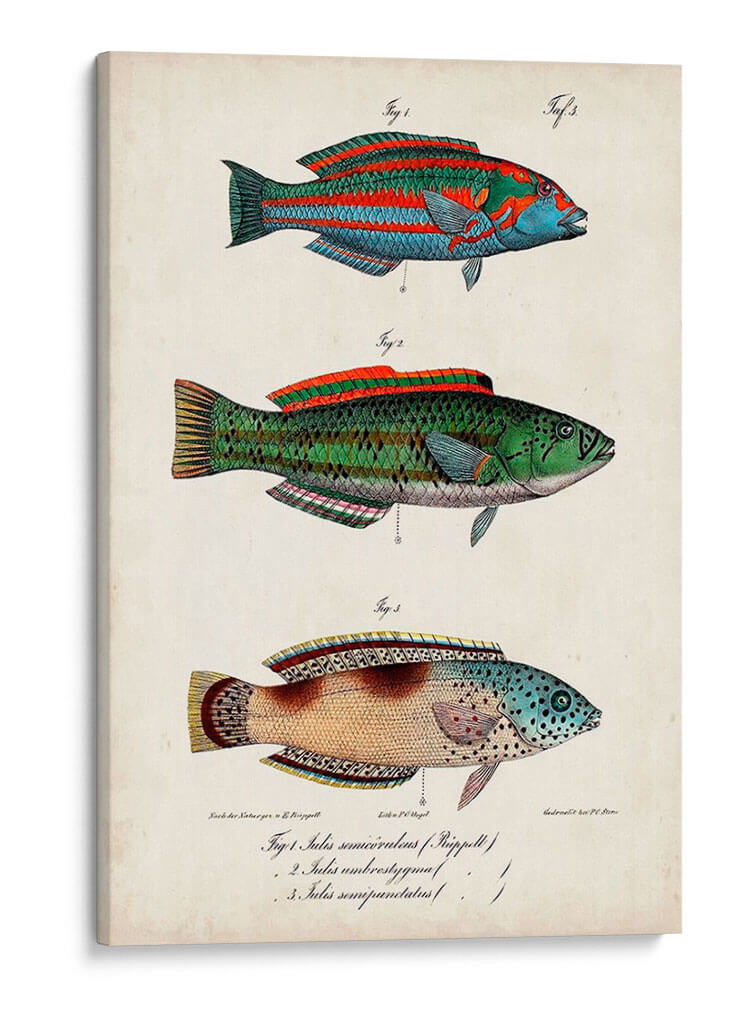 Trio De Pescado Antiguo I - Vision Studio | Cuadro decorativo de Canvas Lab