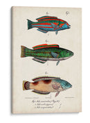 Trio De Pescado Antiguo I - Vision Studio | Cuadro decorativo de Canvas Lab