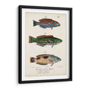 Trio De Pescado Antiguo I - Vision Studio | Cuadro decorativo de Canvas Lab
