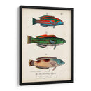 Trio De Pescado Antiguo I - Vision Studio | Cuadro decorativo de Canvas Lab