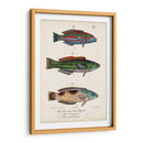 Trio De Pescado Antiguo I - Vision Studio | Cuadro decorativo de Canvas Lab