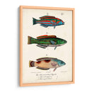 Trio De Pescado Antiguo I - Vision Studio | Cuadro decorativo de Canvas Lab