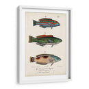 Trio De Pescado Antiguo I - Vision Studio | Cuadro decorativo de Canvas Lab