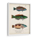 Trio De Pescado Antiguo I - Vision Studio | Cuadro decorativo de Canvas Lab