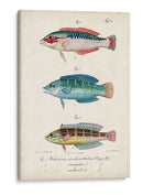 Antique Fish Trio Ii - Vision Studio | Cuadro decorativo de Canvas Lab