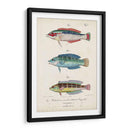Antique Fish Trio Ii - Vision Studio | Cuadro decorativo de Canvas Lab