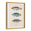 Antique Fish Trio Ii - Vision Studio | Cuadro decorativo de Canvas Lab