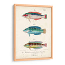 Antique Fish Trio Ii - Vision Studio | Cuadro decorativo de Canvas Lab