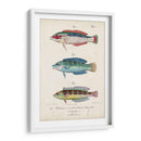 Antique Fish Trio Ii - Vision Studio | Cuadro decorativo de Canvas Lab