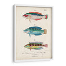 Antique Fish Trio Ii - Vision Studio | Cuadro decorativo de Canvas Lab