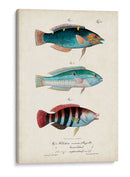 Antiguo Fish Trio Iii - Vision Studio | Cuadro decorativo de Canvas Lab